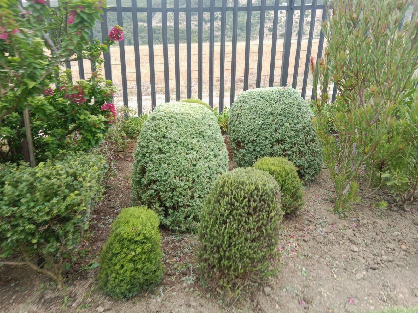 Hedge Trimming